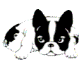 boule dog